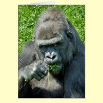 WILD ANIMALS - GORILLAS cards