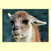 WILD ANIMALS - GUANACO cards