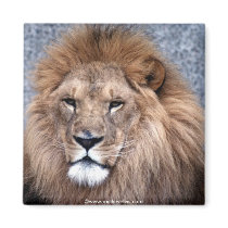 Wild animals lion magnets