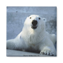 Wild animals white polar bear magnets