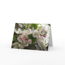 Wild Apple Blossoms - Greeting Card