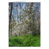 Wild Apple Tree cards by Riviere Wild Apple Tree cards