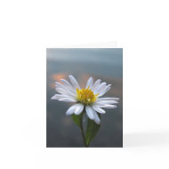 Wild Aster Note Card card