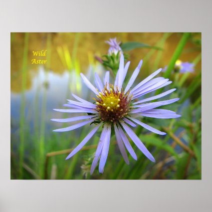 Wild Aster Poster