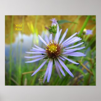 Wild Aster Posters