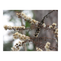 Wild Aster Seedheads print