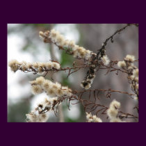 Wild Aster Seedheads posters by naturegirl7 Wild Aster Seedheads posters