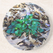 Wild at Heart coasters