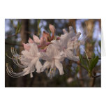 Wild Azalea Card