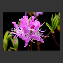 'Wild Azalea' posters