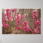 Wild Azaleas posters