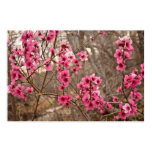 pink-azalea-blossoms, azalea-branches-poster,
