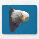 Wild Bald Eagle Collection