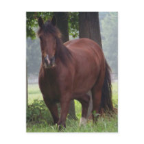 Wild Bay Horse postcards