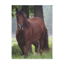 Wild Bay Horse postcards