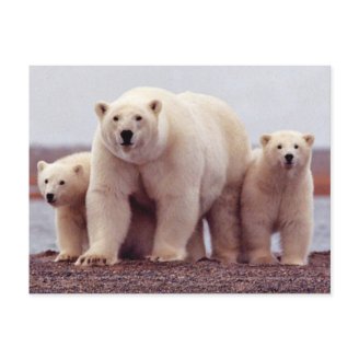 Wild Bears Post Cards