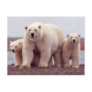Wild Bears Post Cards