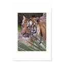 Wild Beauty posters by wyldstorm_91 Wild Beauty posters
