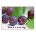 Wild berries cards