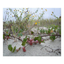 Wild Berries on the Beach Photo Art