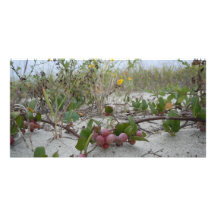 Wild Berries on the Beach Photo Greeting Card