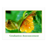 Wild berry graduation announcement / invitation post cards