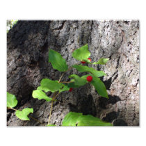 wild berry