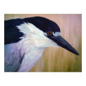 Wild Birds: Black Crowned Night Heron Print