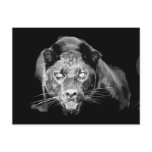 Wild Black Jaguar Cat Eyes Postcards