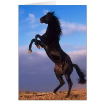 Wild Black Stallion Rearing Horse Greeting Cards