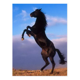 Wild Black Stallion Rearing Horse Postcard