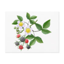Wild Blackberries Postcard