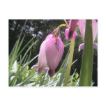 wild bleeding hearts post card