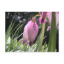 wild bleeding hearts post card