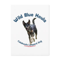 Wild Blue Catahoula Dog Postcards