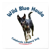 Wild Blue Catahoula Dog Poster