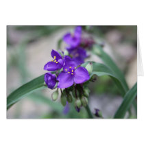 Wild Blue Flower cards by bkang22 Wild Blue Flower cards