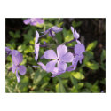 Wild Blue Phloxa Poster posters by SafireLady Wild Blue Phloxa Poster posters