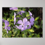 Wild Blue Phloxa Poster