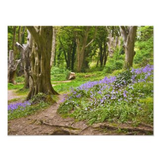 Wild Bluebells Photographic Print