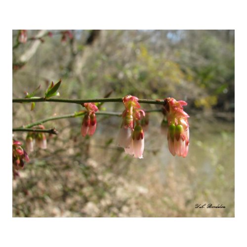 Wild Blueberry Flowers print