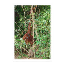 Wild Boar and Ape Family posters by Rebecca_Reeder Wild Boar and Ape Family posters