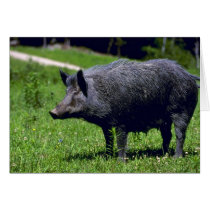 Wild Boar Card