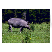 Wild Boar Cards