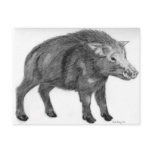 Wild Boar, Defensive Stance Post Card