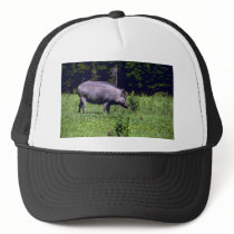 Wild Boar Hat