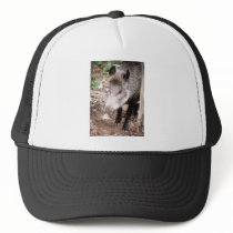 boar hat