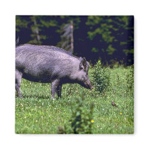 Wild Boar Magnets
