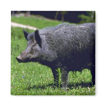 Wild Boar Fridge Magnet