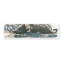 Wild Boar Piglet Bumper Stickers